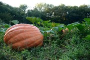 pumpkin patch