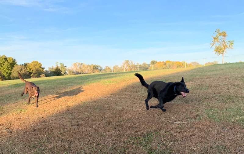 dog park