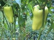 peppers