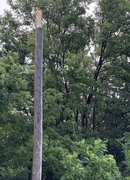 utility poles and lines damaged